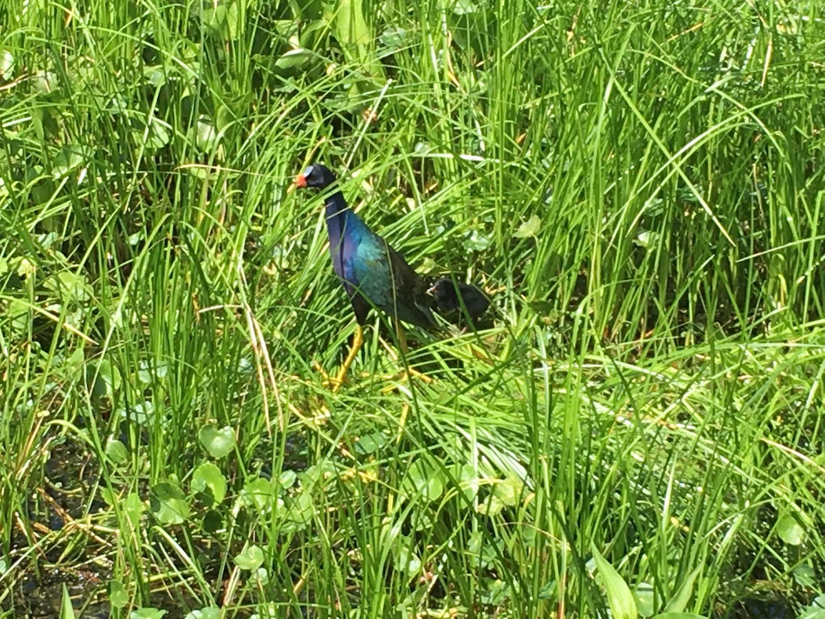 Purple Gallinule - ML112823461