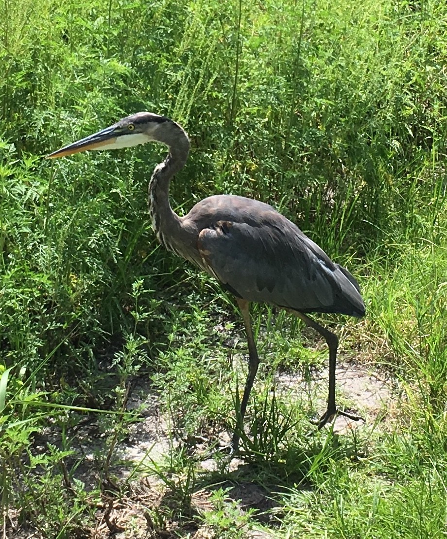 Great Blue Heron - ML112823581