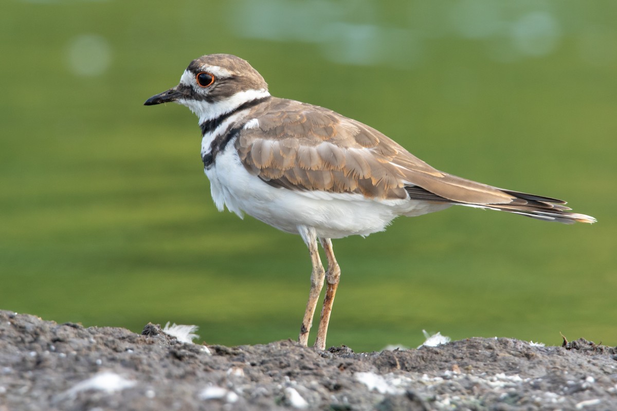 Killdeer - Brad Imhoff