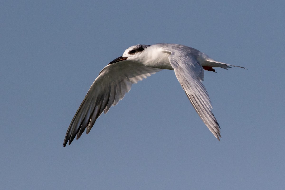 Forster's Tern - ML112823801