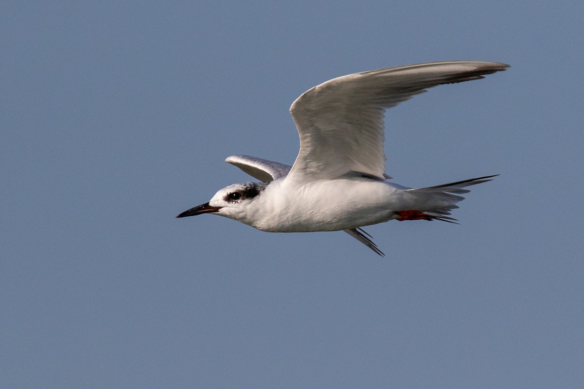 Forster's Tern - ML112823811