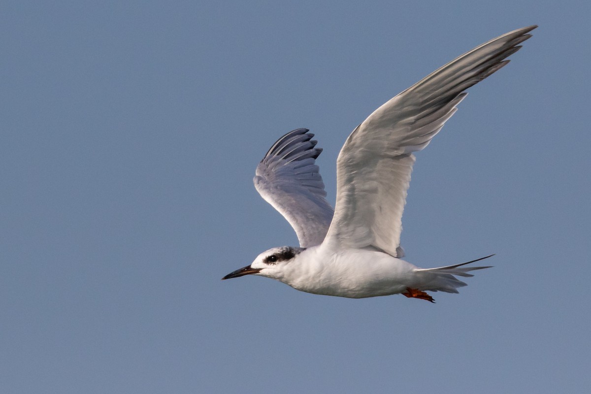 Forster's Tern - ML112823831