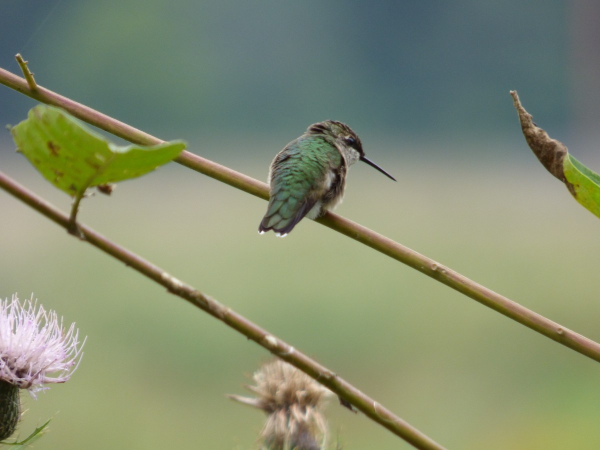 Ruby-throated Hummingbird - ML112824611