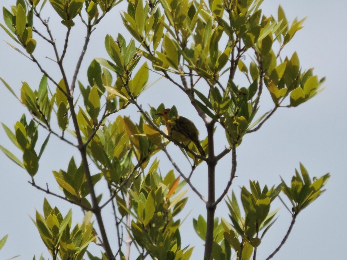 Yellow Warbler - ML112825611