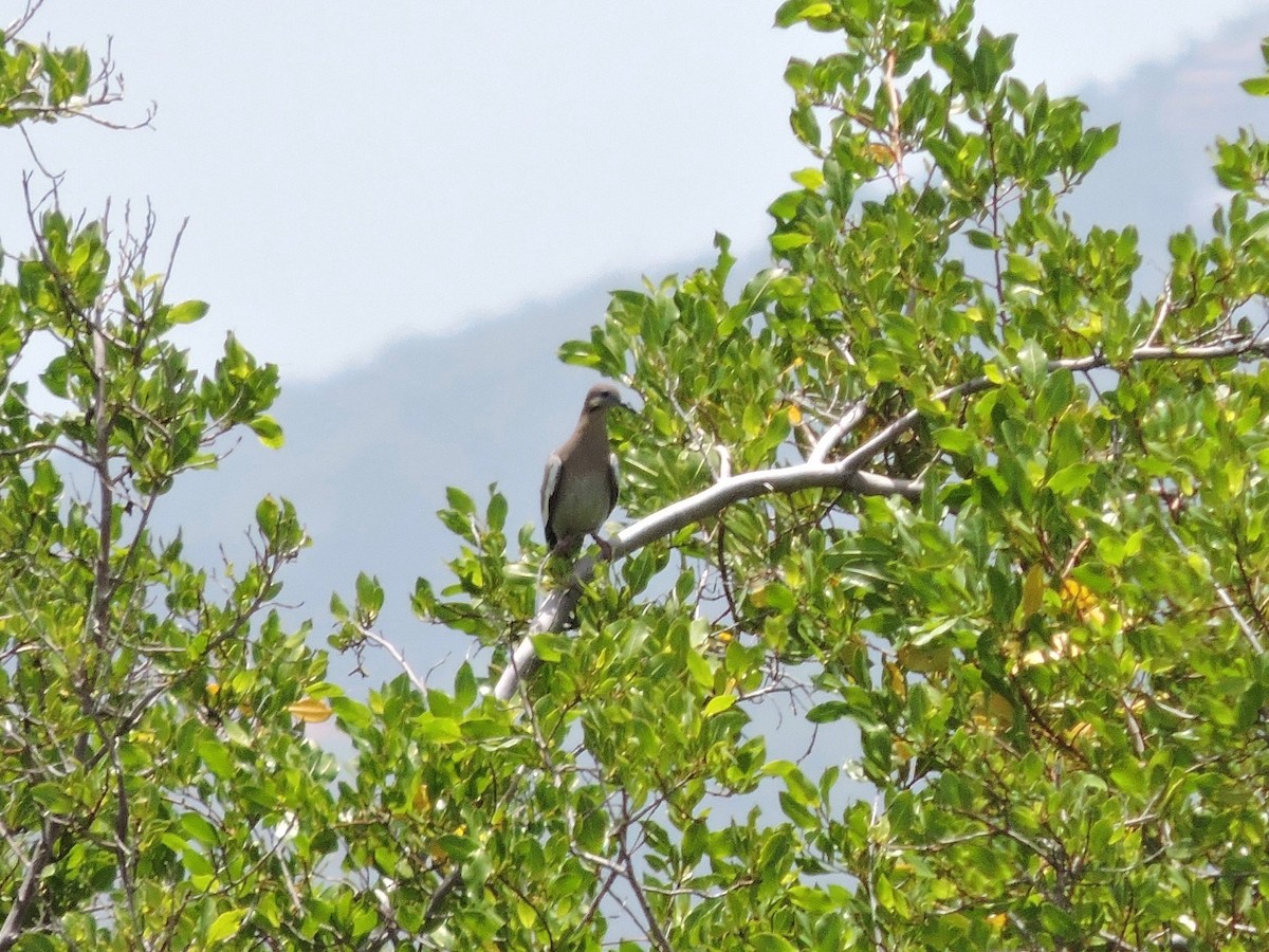 White-winged Dove - ML112825621
