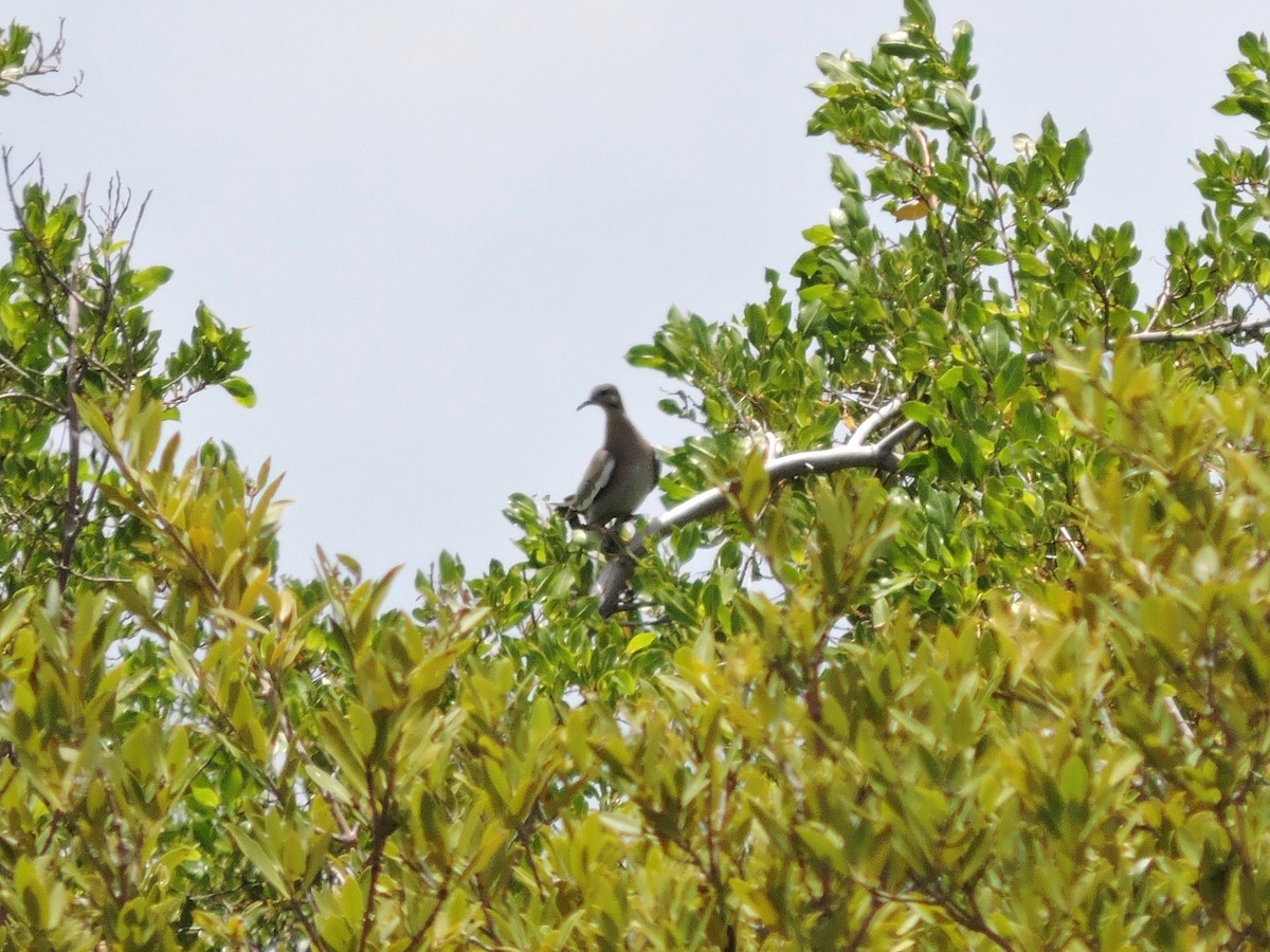 White-winged Dove - ML112825631
