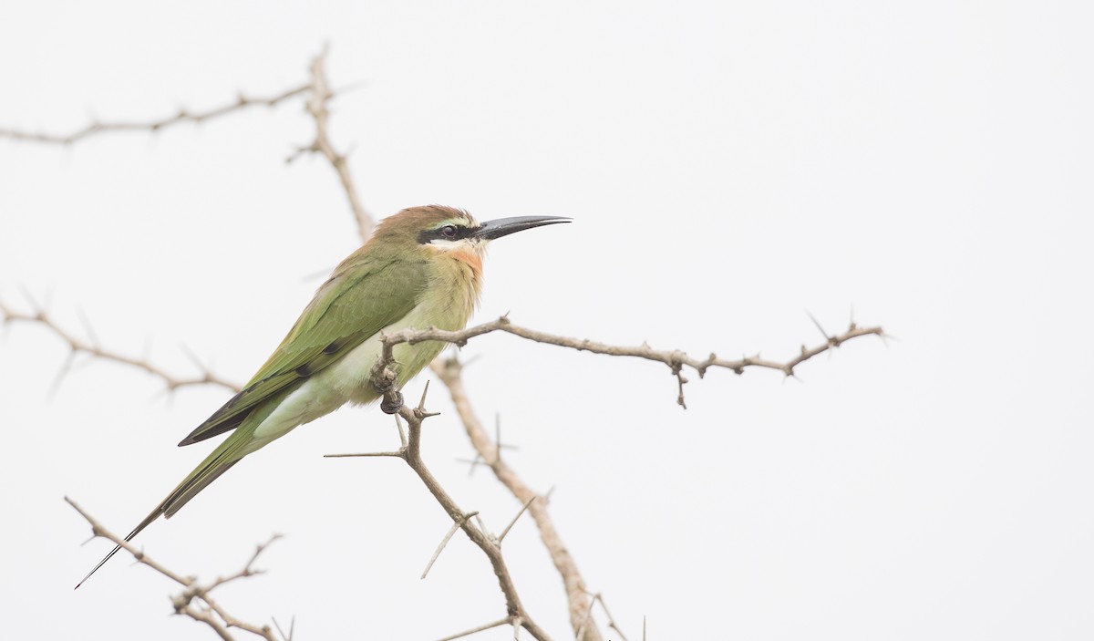 Madagascar Bee-eater - Ian Davies