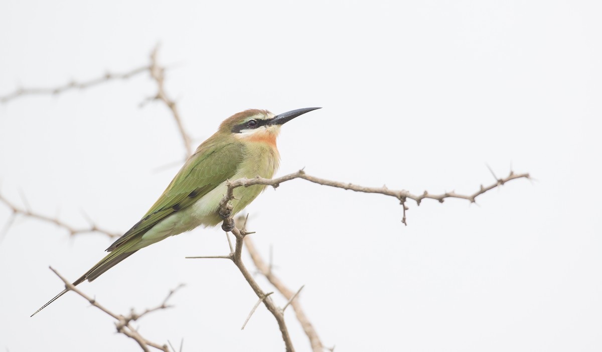 Madagascar Bee-eater - Ian Davies