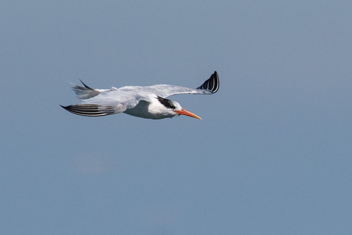 Elegant Tern - ML112829361