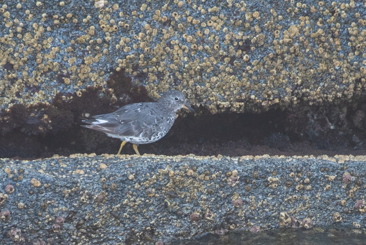 Pasifik Kumkuşu - ML112829511