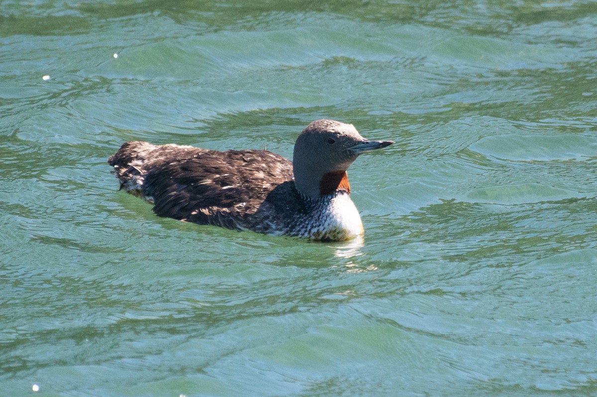 Red-throated Loon - ML112829581