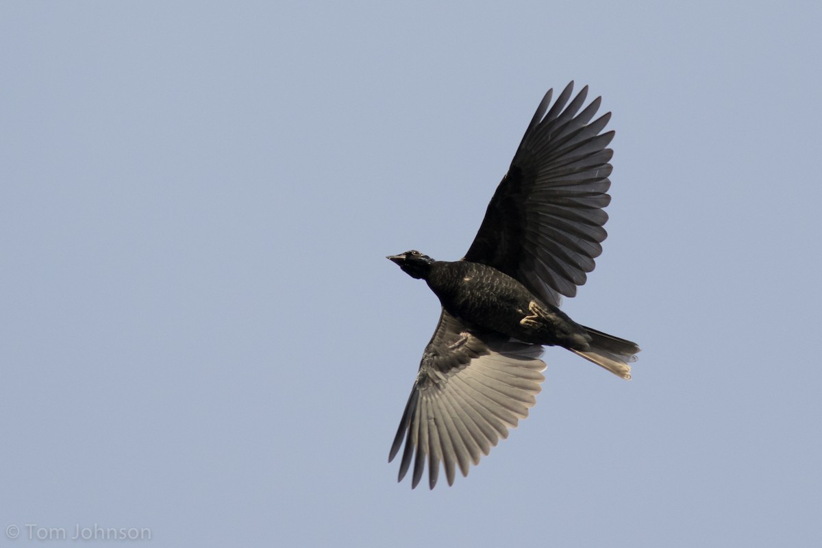 Bare-necked Fruitcrow - ML112829621