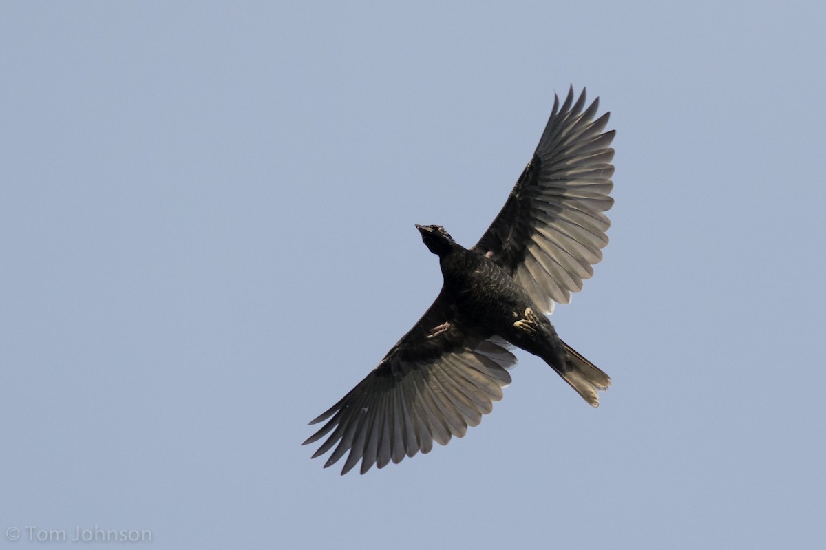 Bare-necked Fruitcrow - ML112829641