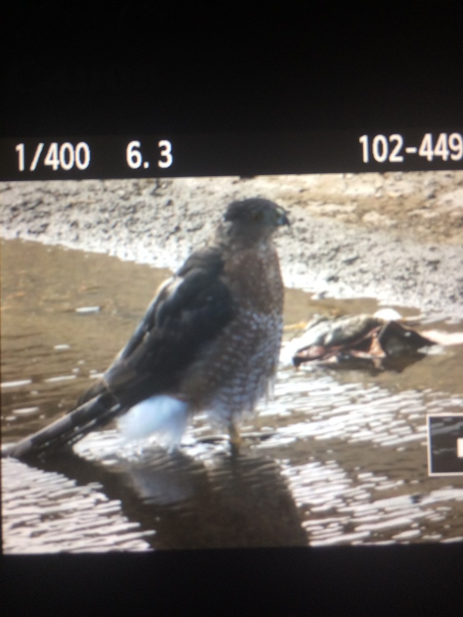 Cooper's Hawk - ML112830101