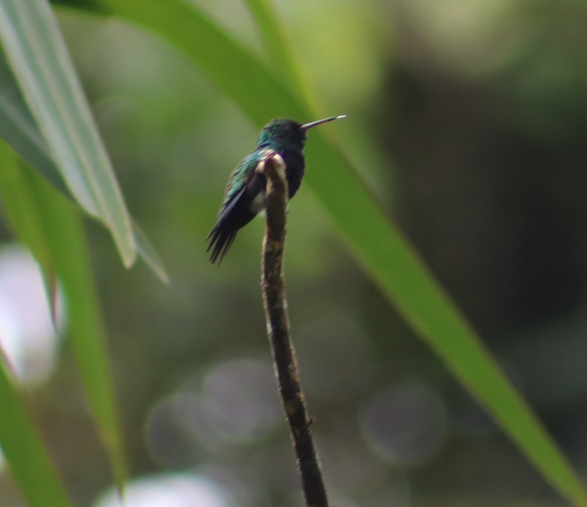 kolibřík safírovohrdlý - ML112831441