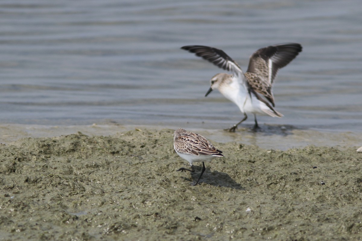 Western Sandpiper - ML112831541