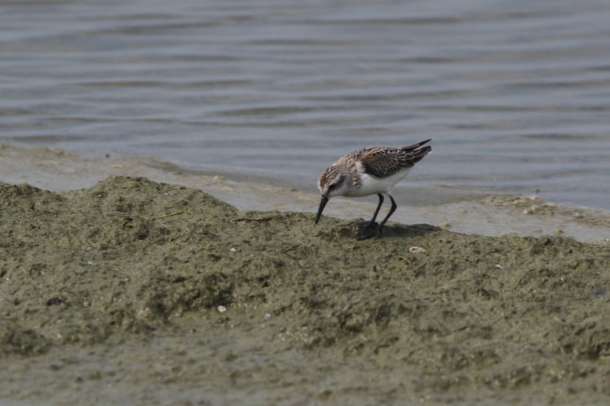 Western Sandpiper - ML112831581