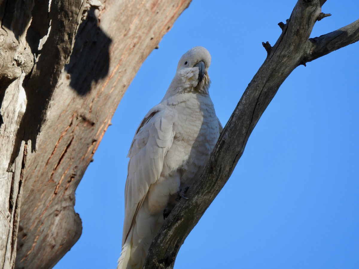 Cacatúa Galerita - ML112832111