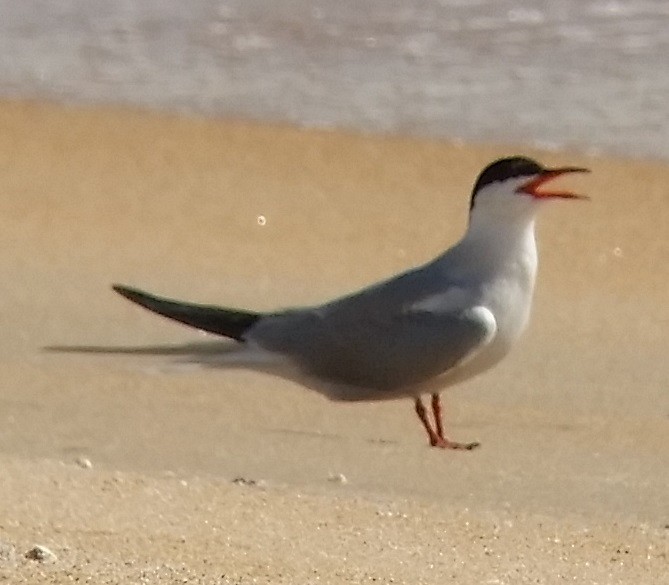 Common Tern - Justin Berkheimer