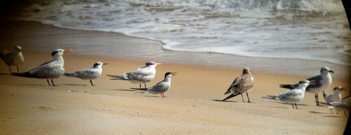 Common Tern - Justin Berkheimer