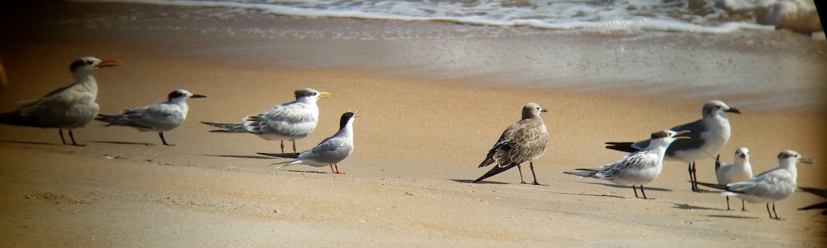 Common Tern - ML112832601