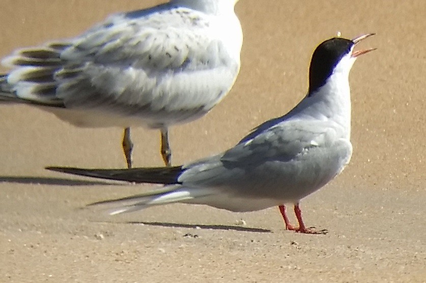 Common Tern - Justin Berkheimer