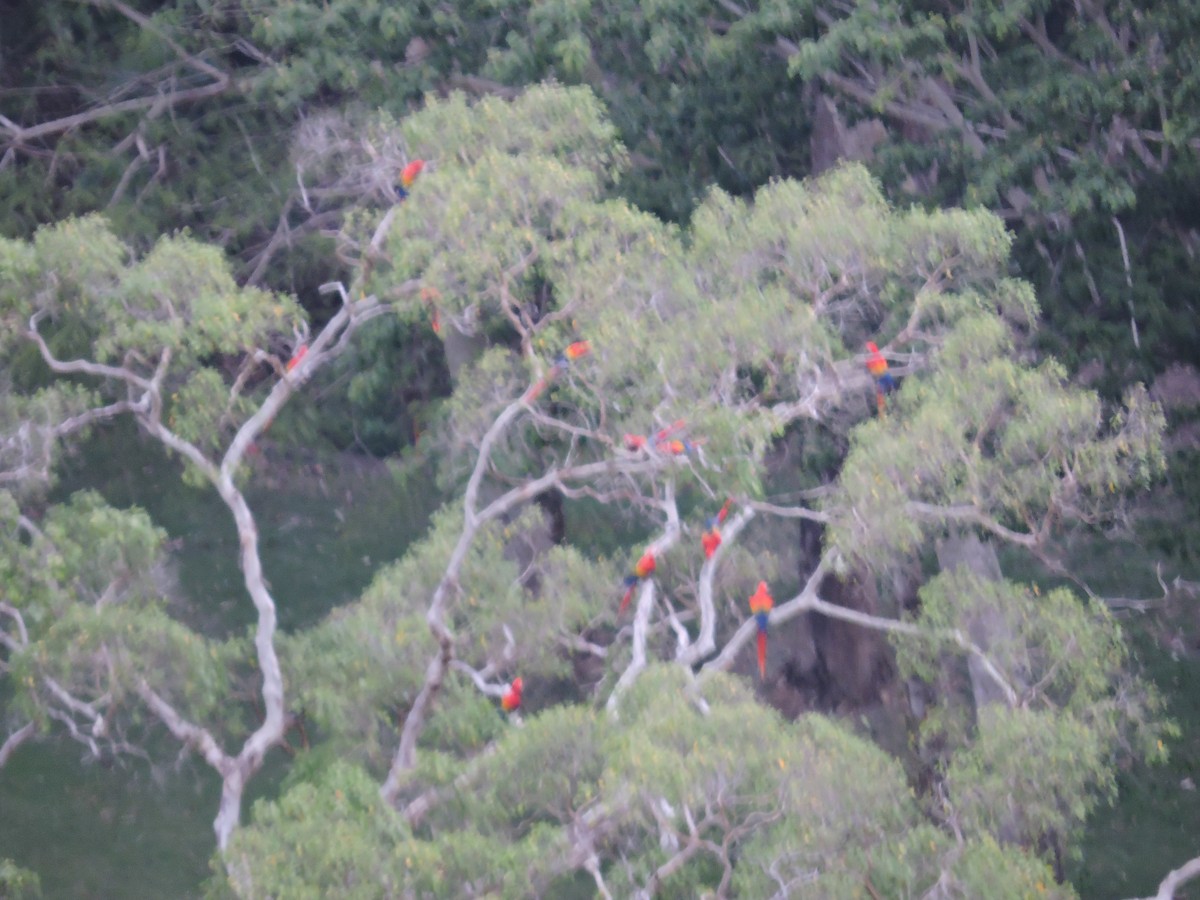 Scarlet Macaw - ML112833591