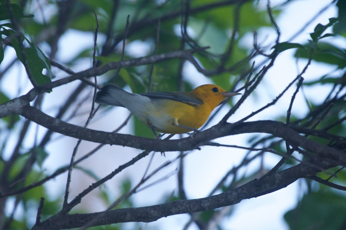 Prothonotary Warbler - Christopher Johnson