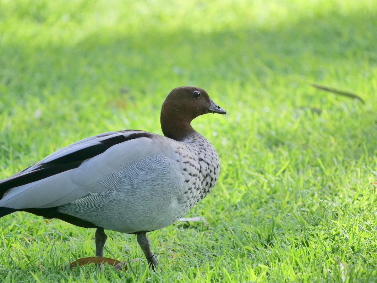 Maned Duck - ML112836841