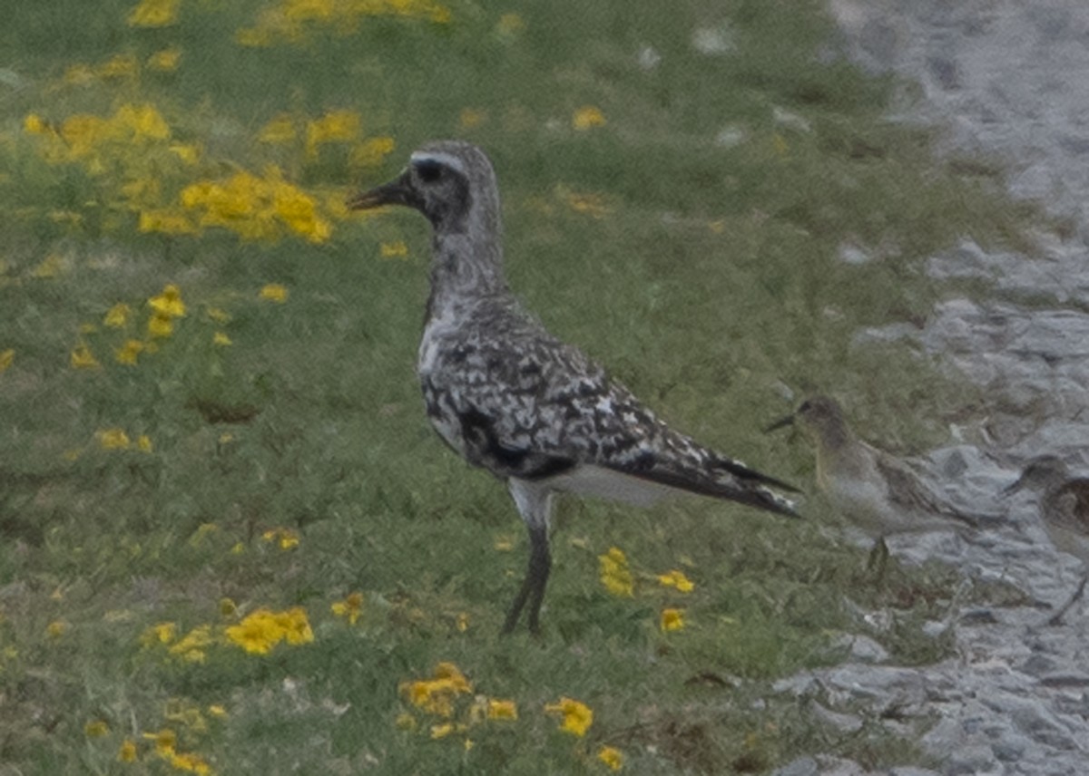 Black-bellied Plover - ML112837321