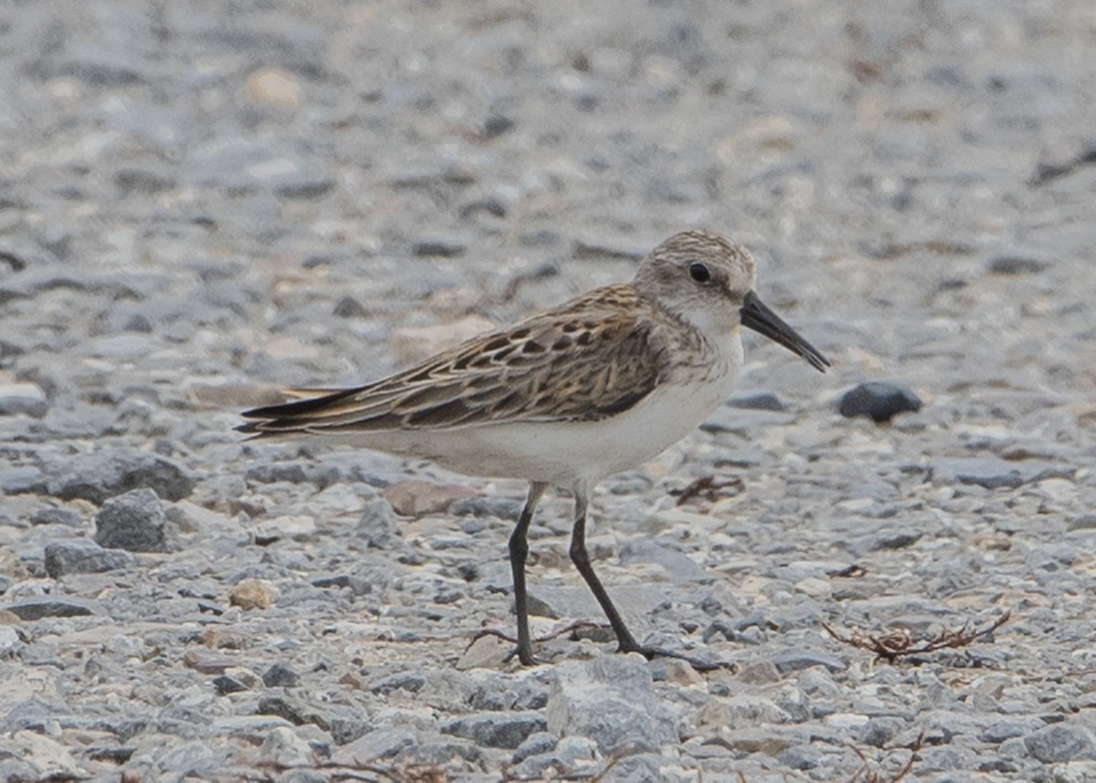 Western Sandpiper - ML112837441