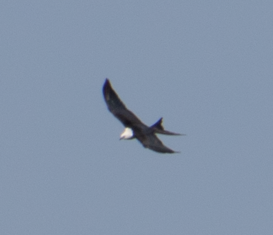 Swallow-tailed Kite - Deborah Carney