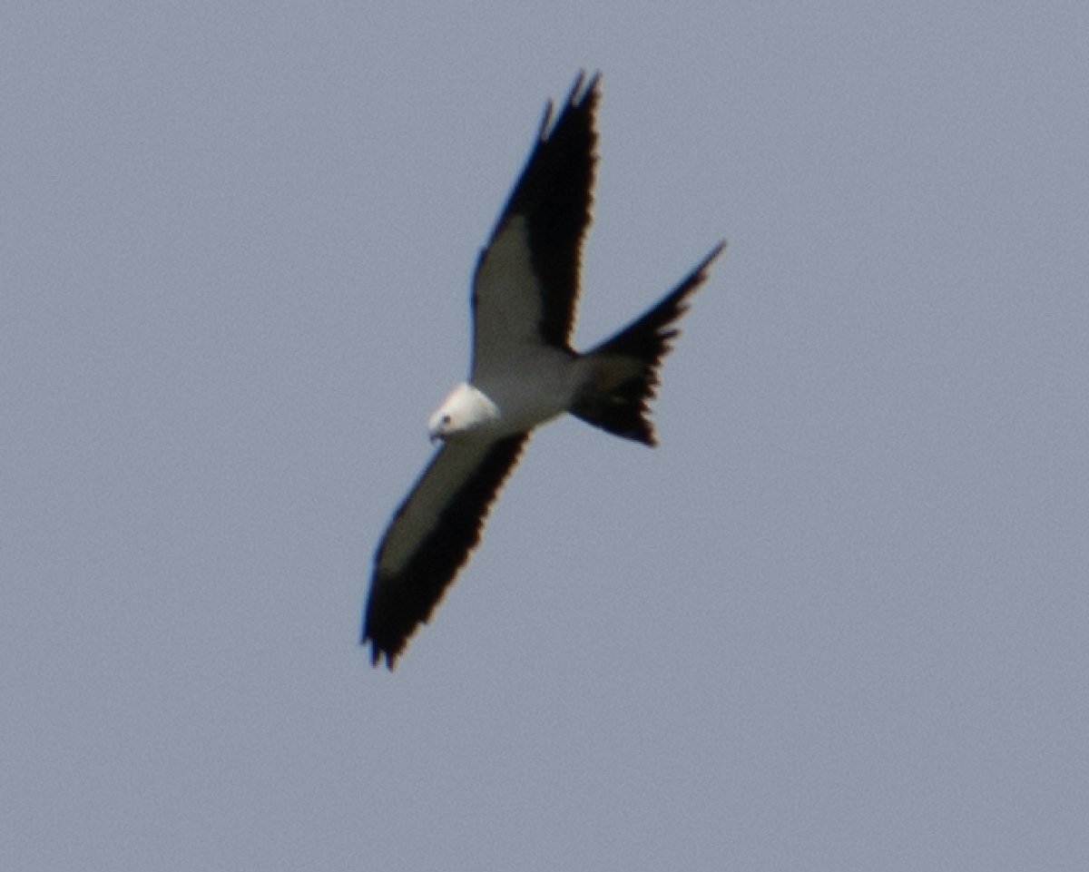 Swallow-tailed Kite - Deborah Carney