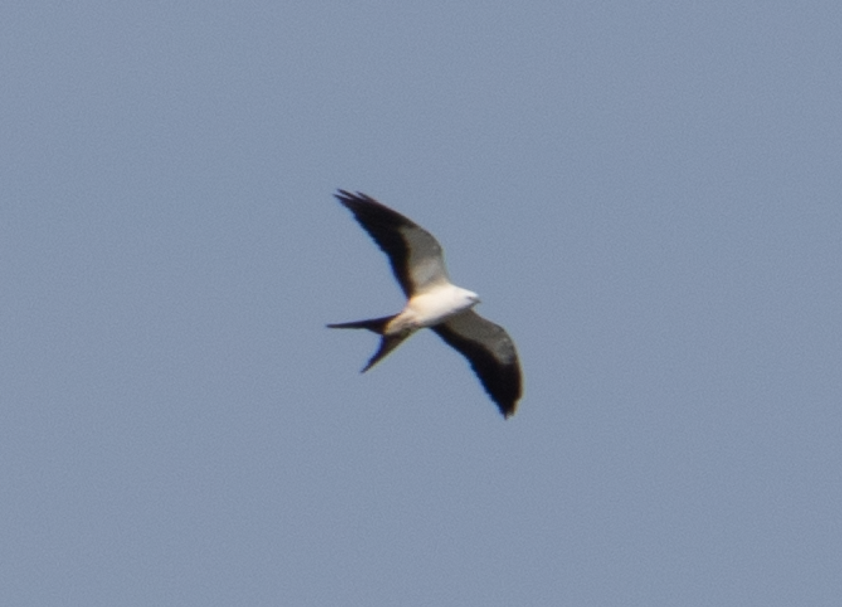 Swallow-tailed Kite - ML112837901