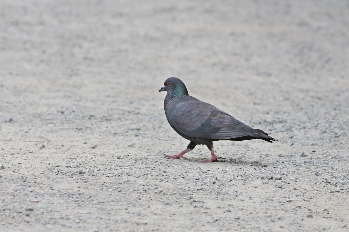 Rock Pigeon (Feral Pigeon) - ML112841451