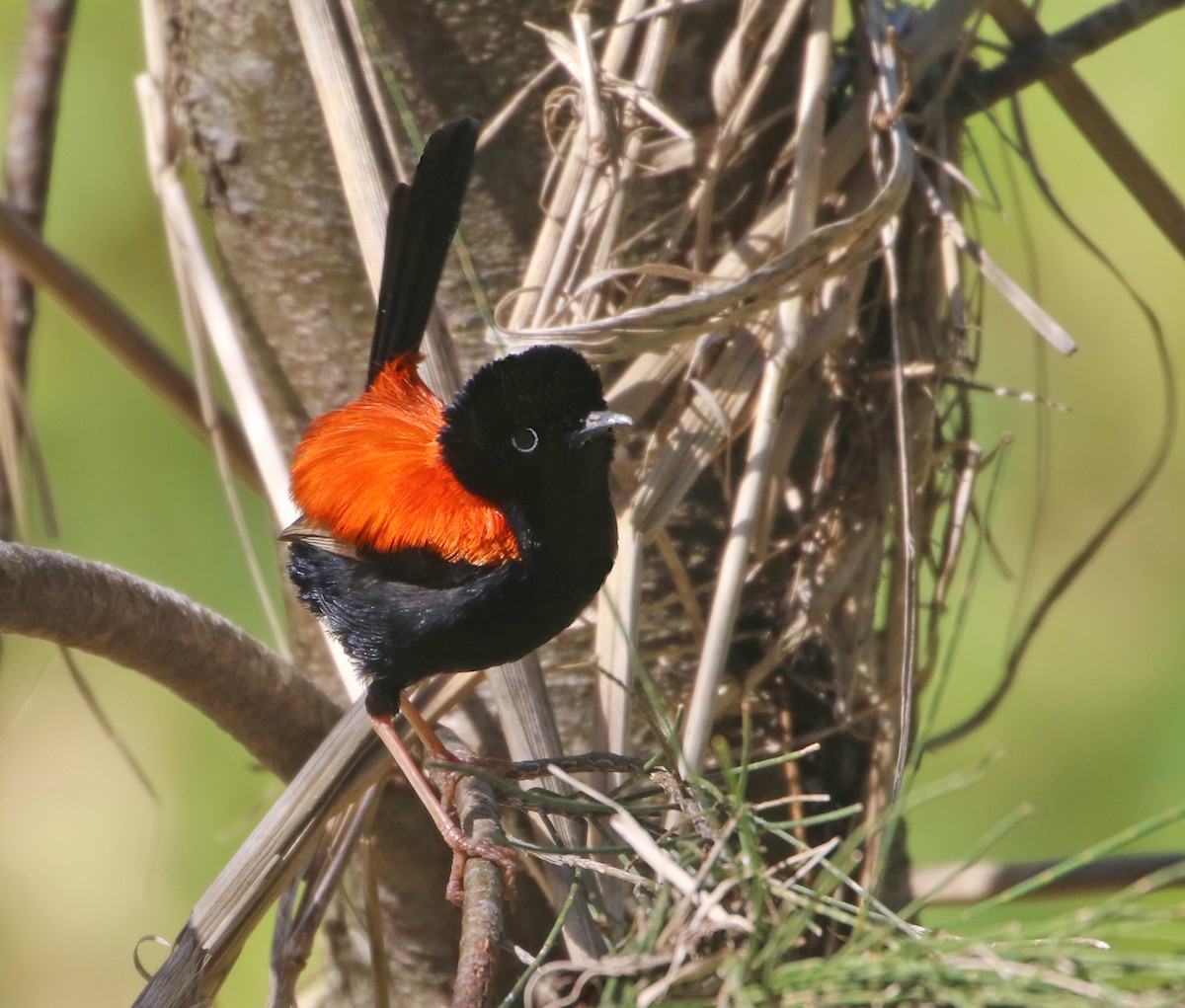 Red-backed Fairywren - Julie Sarna