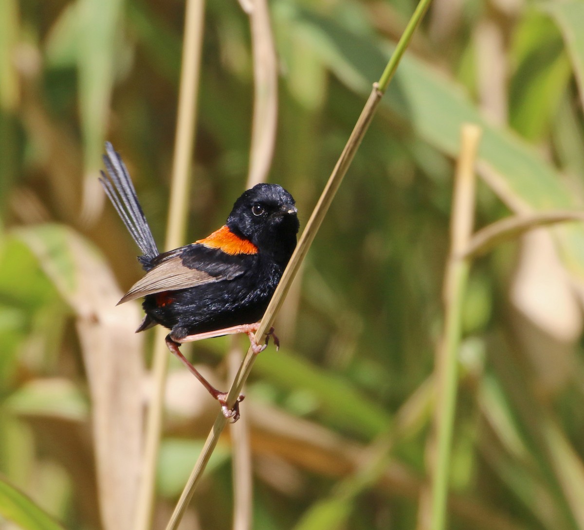 Red-backed Fairywren - ML112841821