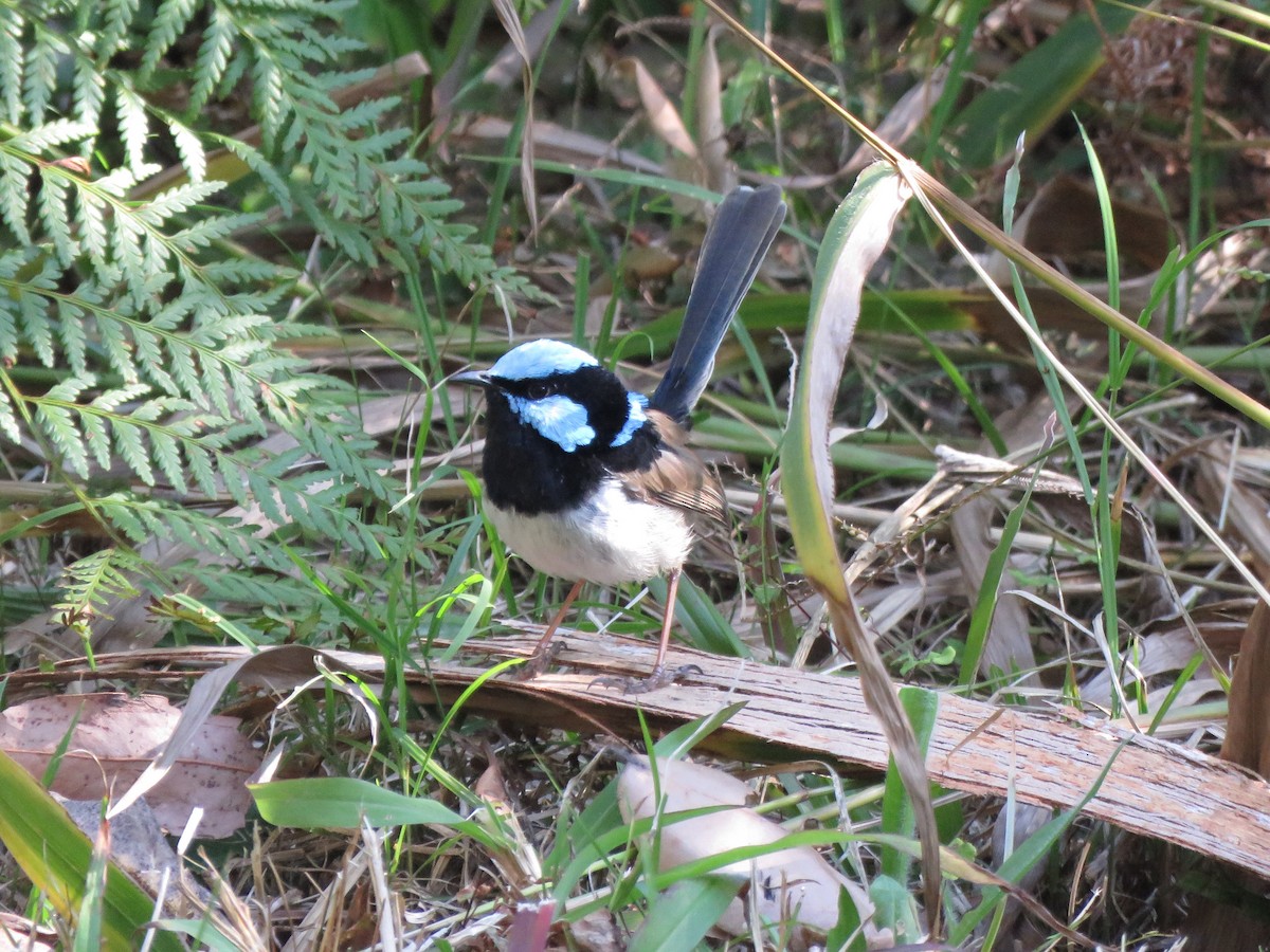 Superb Fairywren - ML112842171