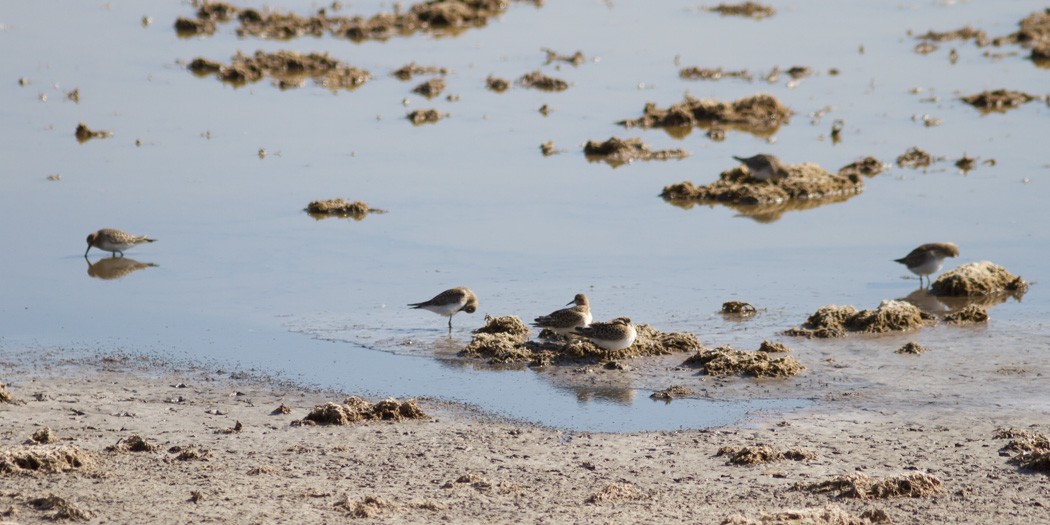 Baird's Sandpiper - ML112842911