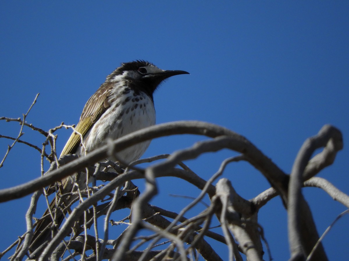 White-fronted Honeyeater - ML112844341