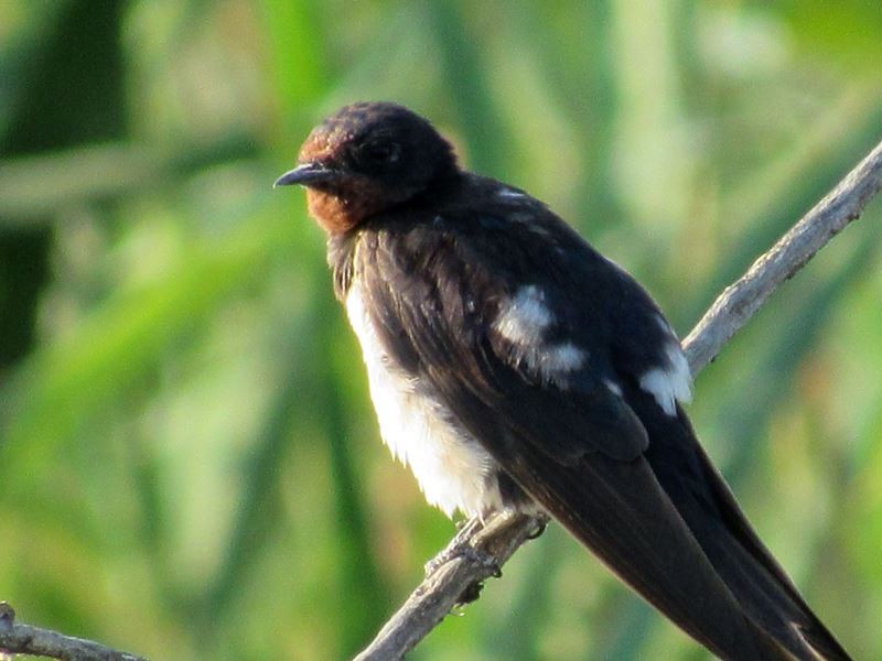 Barn Swallow - ML112845671