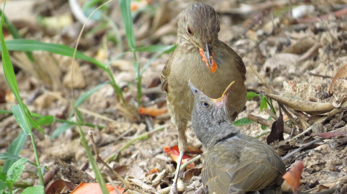 Pale-breasted Thrush - Andreas Skiljan