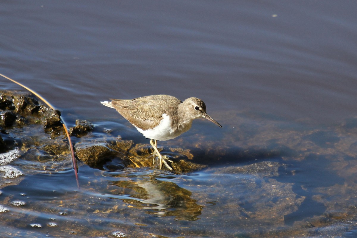 Common Sandpiper - ML112847831