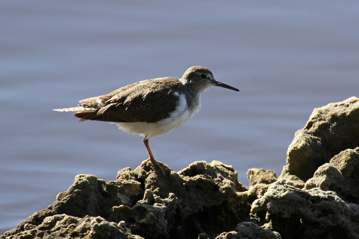 Common Sandpiper - ML112847841