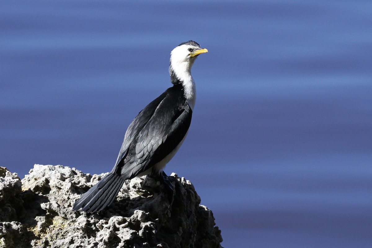 Little Pied Cormorant - ML112847861