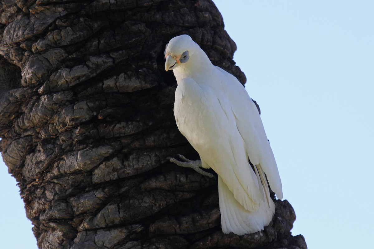 Little Corella - ML112847891
