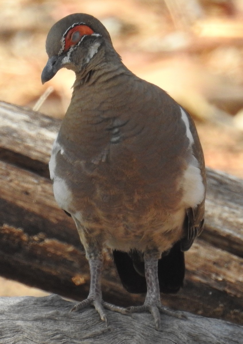 Partridge Pigeon - Colin Trainor