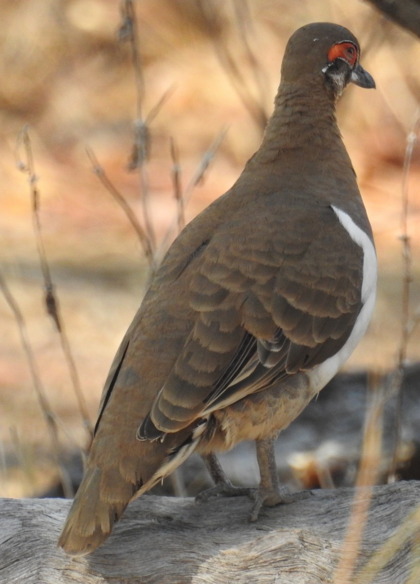 Partridge Pigeon - Colin Trainor