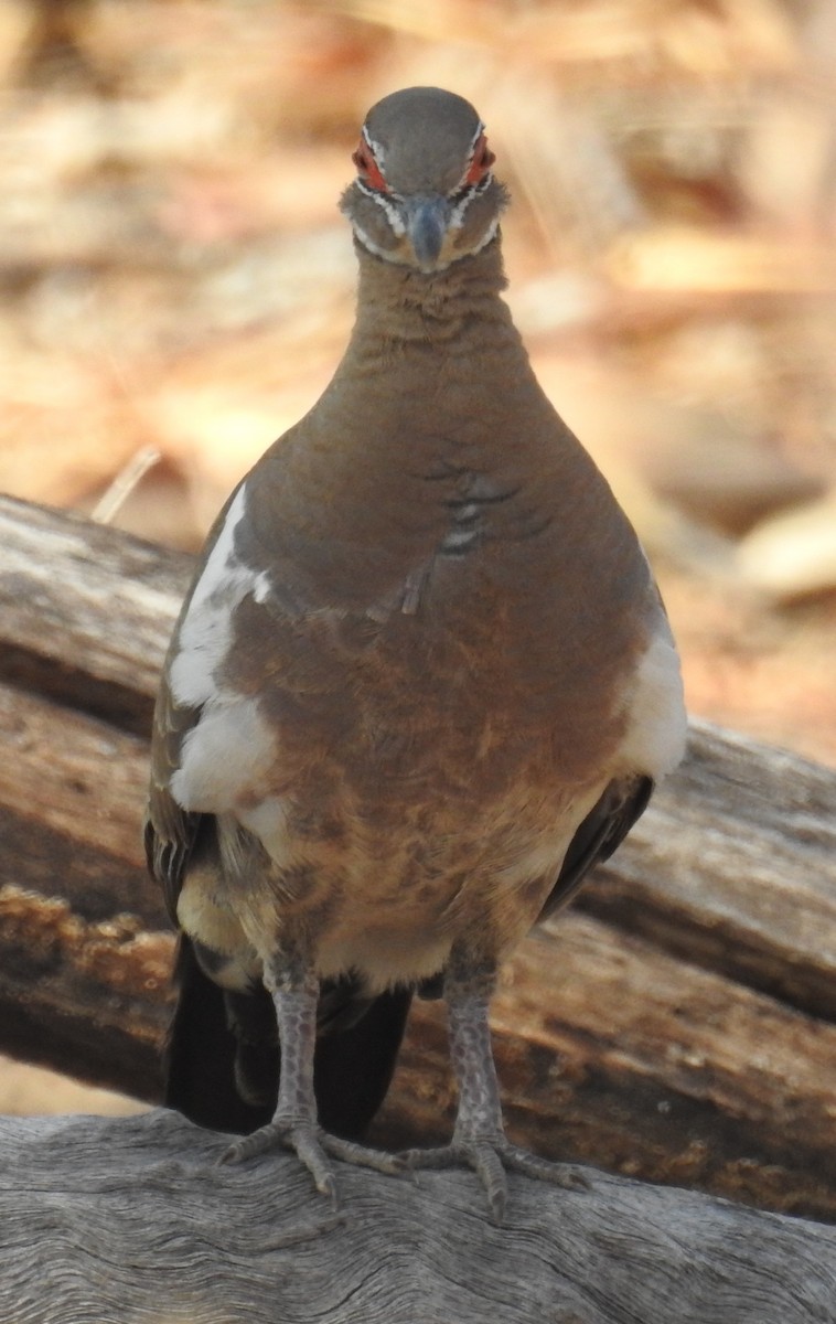 Partridge Pigeon - ML112848721