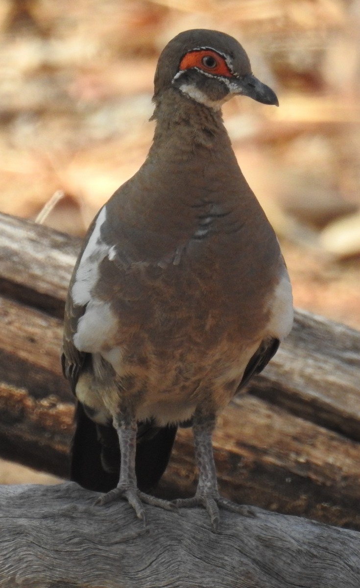 Partridge Pigeon - Colin Trainor